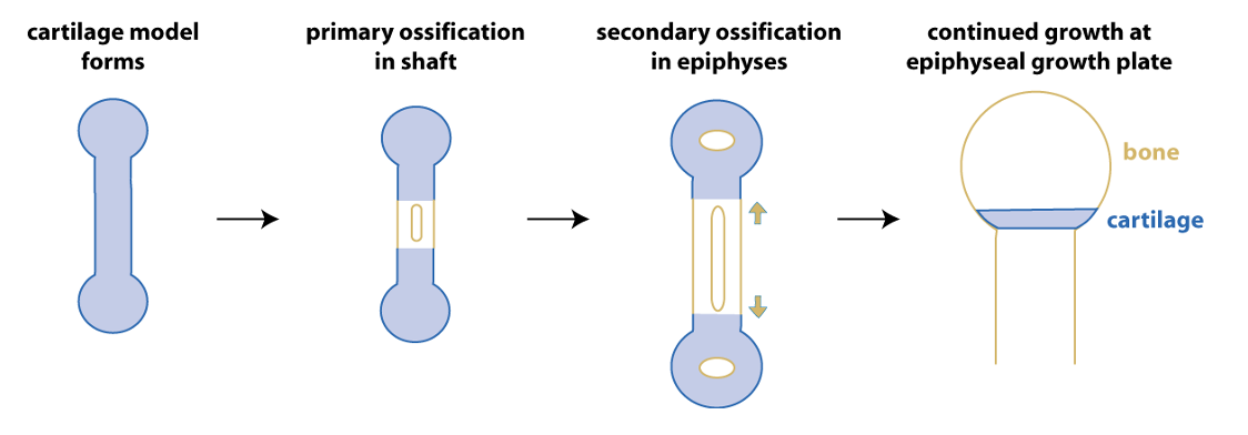 stages of endochondral ossification