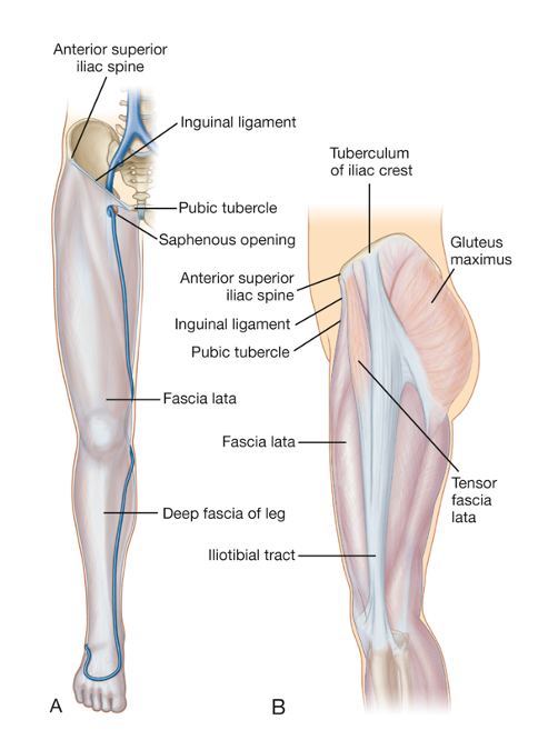 left: anterior view showing fascia lata covering muscles of the leg; right: lateral view showing the iliotibial tract