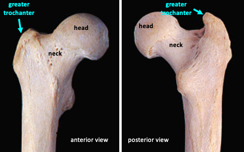 anterior (left) and posterior (right) view of the femur