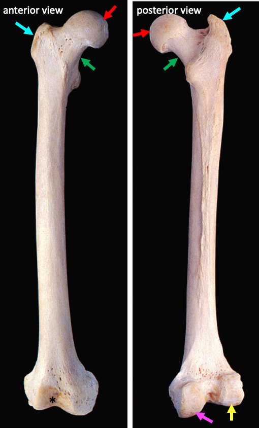 anterior (left) and posterior (right) views of the femur