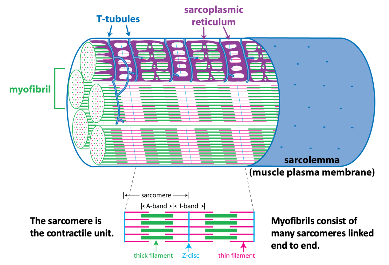 cutaway view of muscle fiber showing myofibrils and the organization of the sarcomere