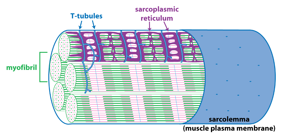 cutaway view of a skeletal muscle fiber showing myofibrils (green and pink), T-tubules (blue,) and sarcoplasmic reticulum (purple)