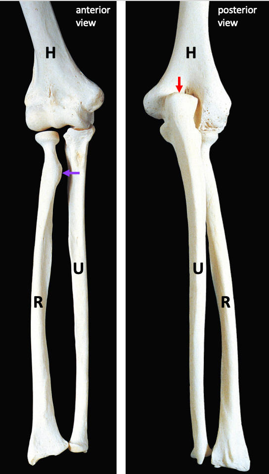 anterior view (left) and posterior view (right) of the bones of the forearm articulated with the humerus