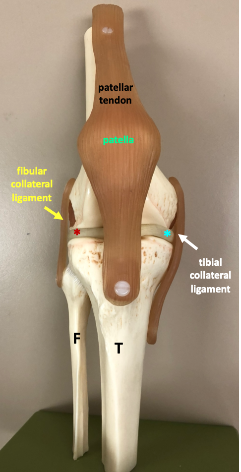 model of knee joint anterior view