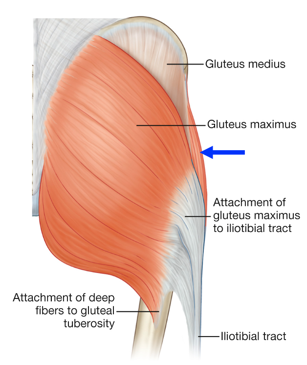 illustration showing gluteus maximus on right leg