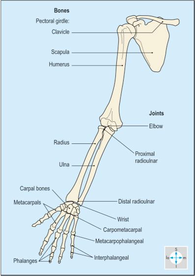 bones of the shoulder and arm