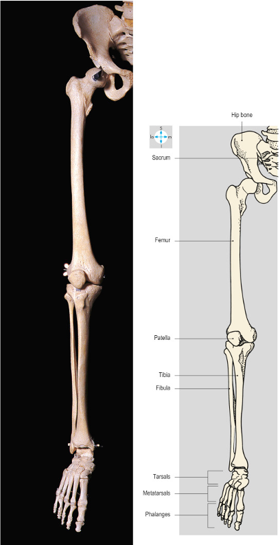 photo and illustration of the bones of the leg