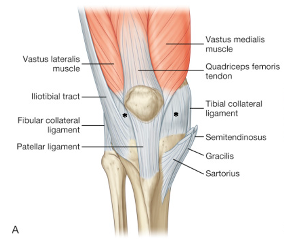 anterior view of undissected knee joint