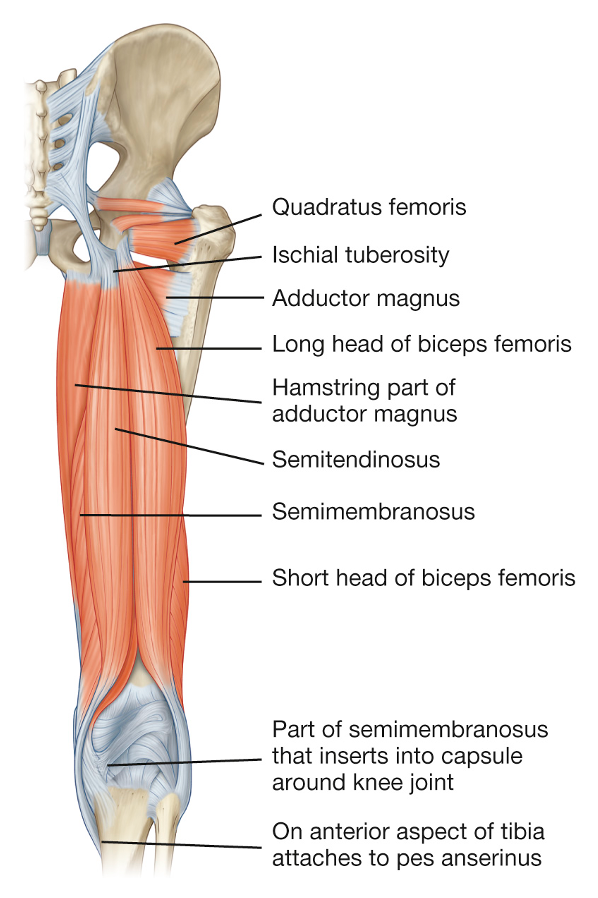 illustration of the hamstring muscles on the posterior side of the thigh