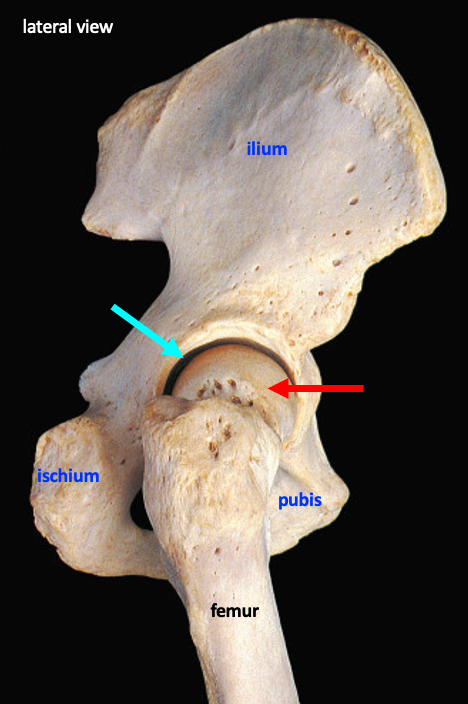 lateral view showing hip joint