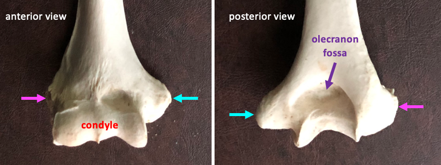 anterior (left) and posterior (right) views of the distal humerus