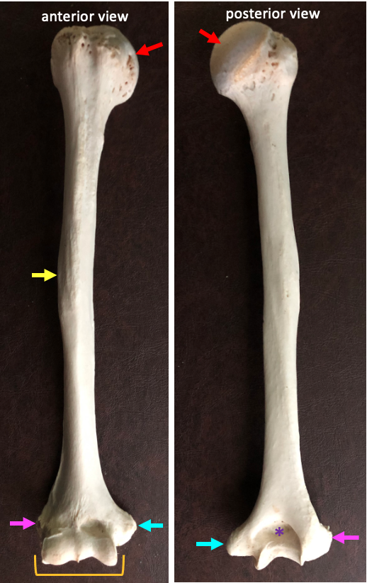 anterior (left) and posterior (right) views of the humerus