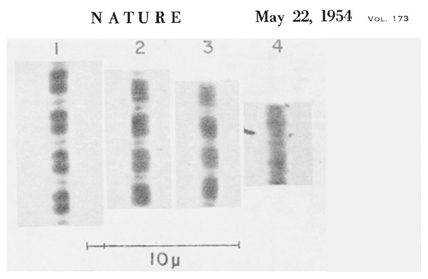 4 successive pictures of an isolated myofibril undergoing contraction