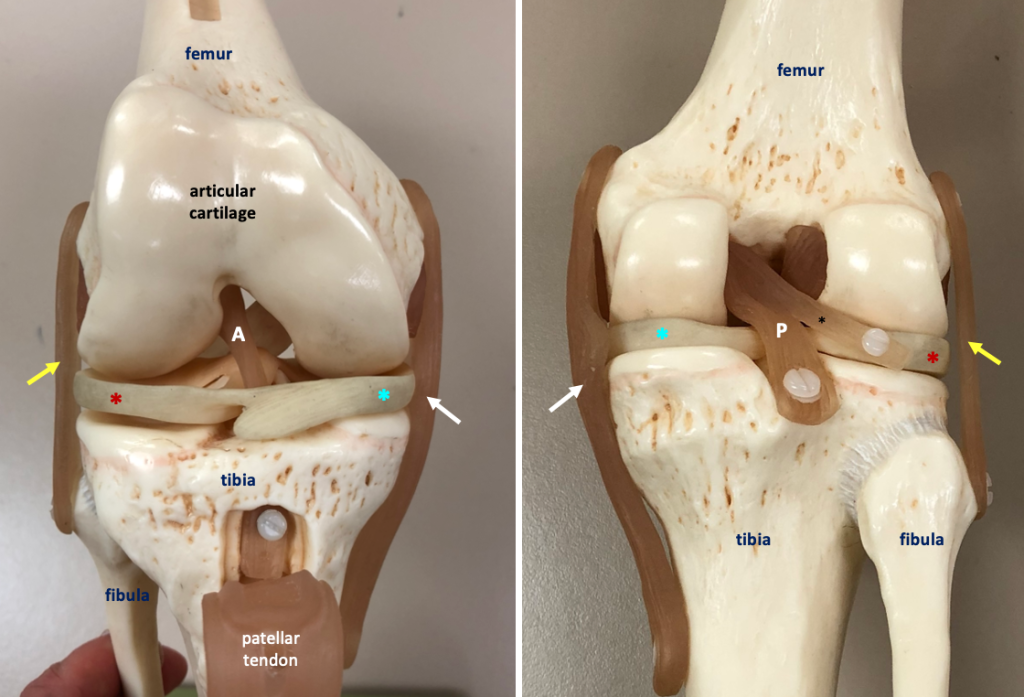 anterior (left) and posterior (right) view of knee model showing internal structures