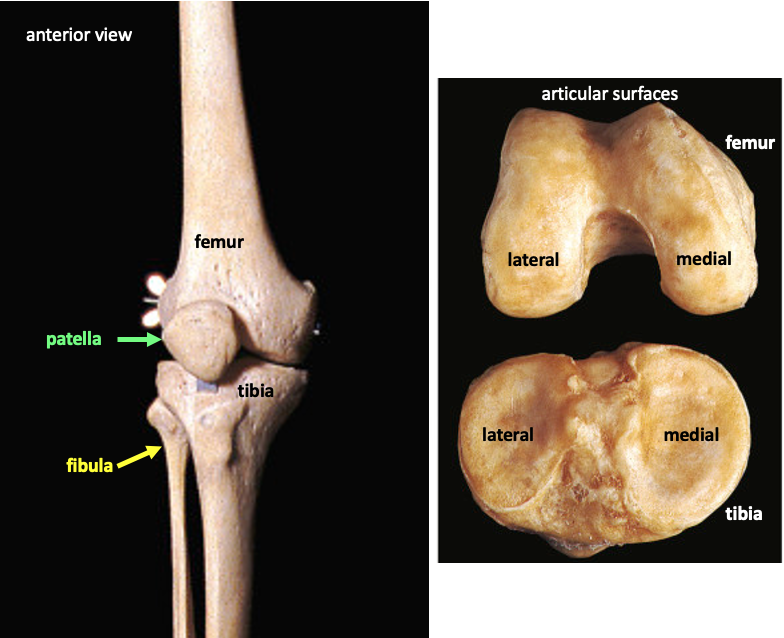 bones of the knee joint (left) and articular surfaces of the femur (top) and tibia (bottom) on the right side