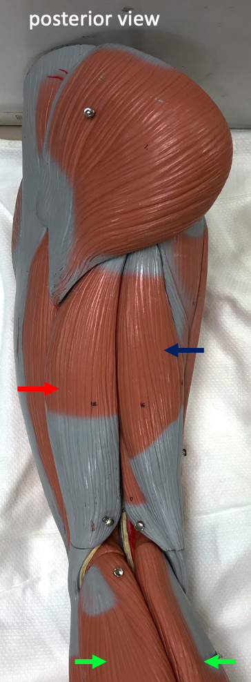 posterior view of thigh and upper calf showing the flexors of the knee