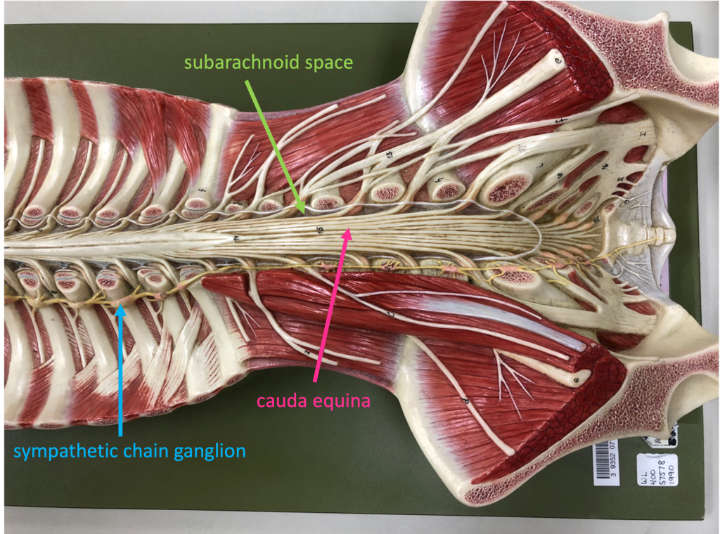 caudal region of the longitudinal dissection of the spinal cord