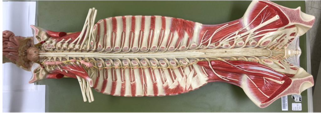 longitudinal dissection of the spinal cord with surrounding structures