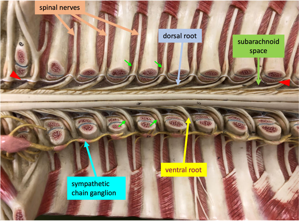 longitudinal model close-up of thoracic region