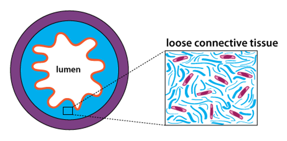 schematic drawing of tissues in an organ with an enlarged depiction of loose connective tissue