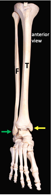 bones of the lower leg and foot