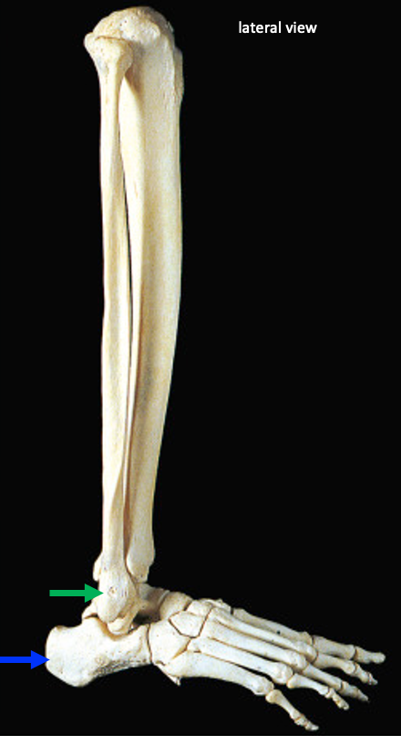 lateral view of the bones of the lower leg and foot