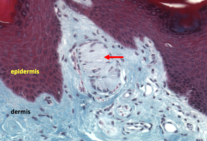 Meissner's corpuscle inside a dermal papilla