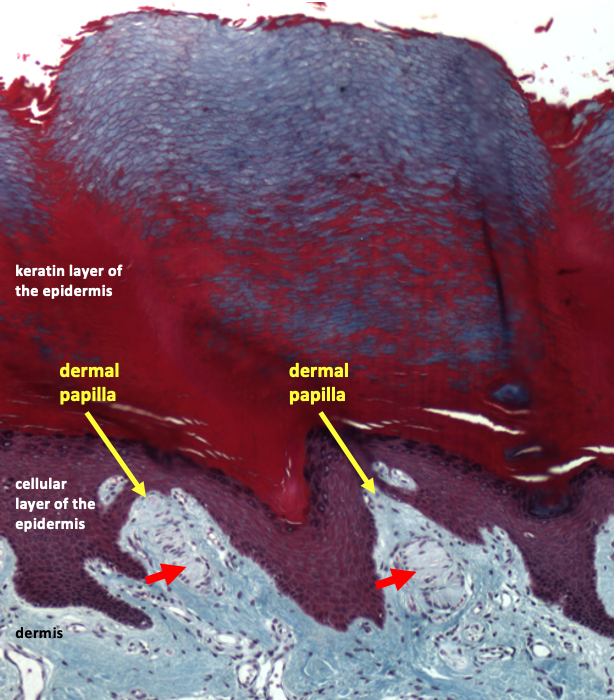 outer layer of skin showing location of Meissner's corpuscles inside dermal papillae