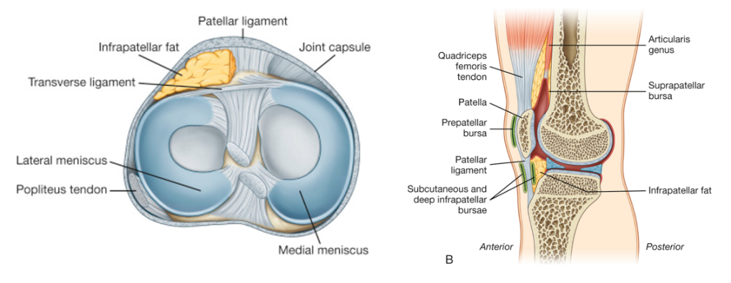 top view of medial and lateral meniscus (left) and sagittal section of the knee joint (right)