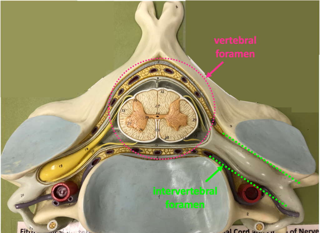 cervical spinal cord cross-section