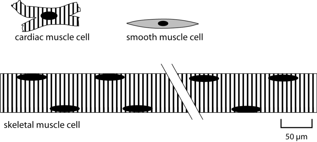 drawing comparing cardiac, smooth, and skeletal muscle cells