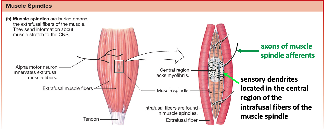 drawing of muscle on the left with arrow pointing to enlarged region on the right showing a muscle spindle