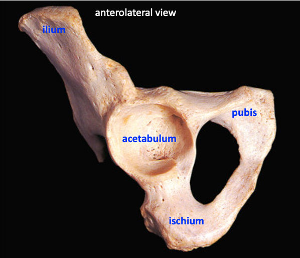 anterolateral view of hip bone