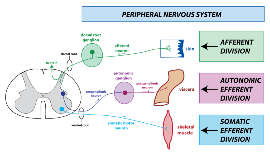 schematic overview of the peripheral nervous system