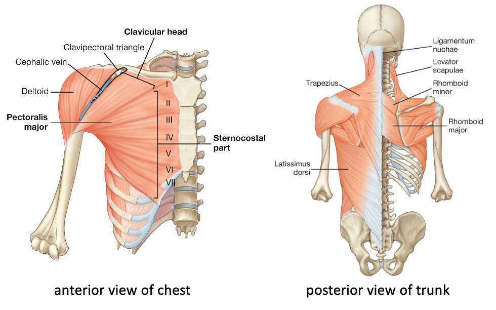 Left: anterior view of chest showing pectorals major muscle; right: posterior view of trunk showing latissimus doors on the left side at the lower back