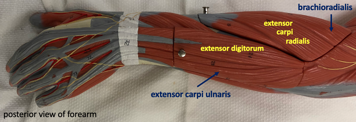 posterior view of the arm model showing wrist extensor muscles