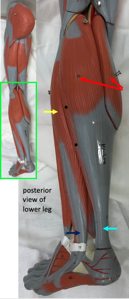 posterior lower leg showing muscles that perform plantar flexion