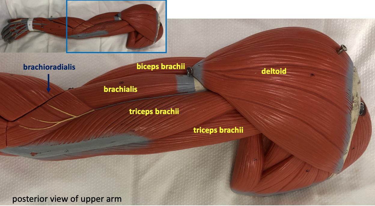 posterior view of upper arm with inset showing full arm model at top