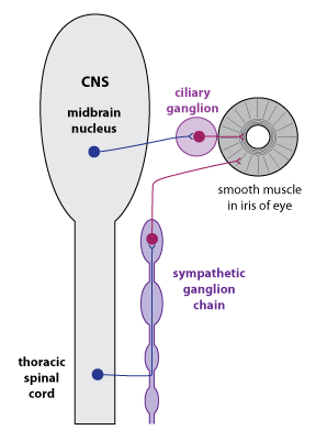 schematic depiction of the anatomy of autonomic control of smooth muscles in the iris that control pupil diameter