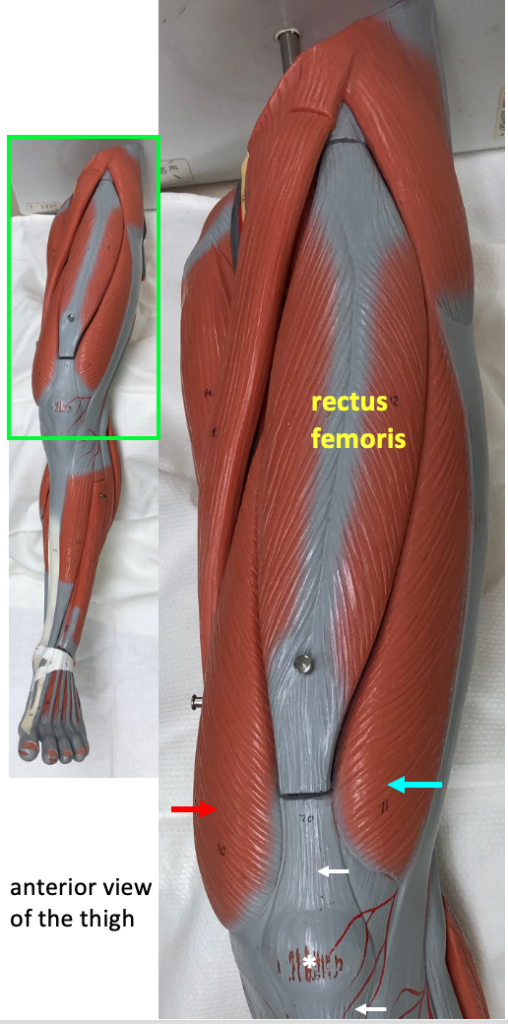 anterior thigh showing quadriceps muscles; inset shows position on whole leg model