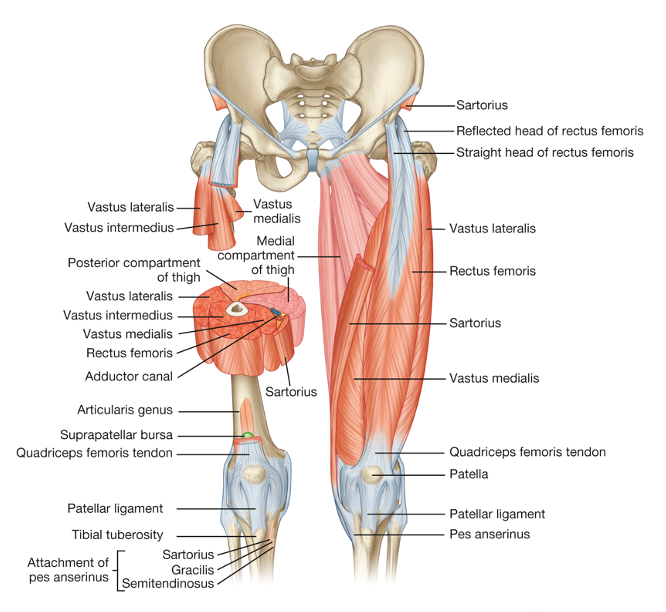 anterior view of thigh showing quadriceps group in both a sectional view (left) and a surface view (right)