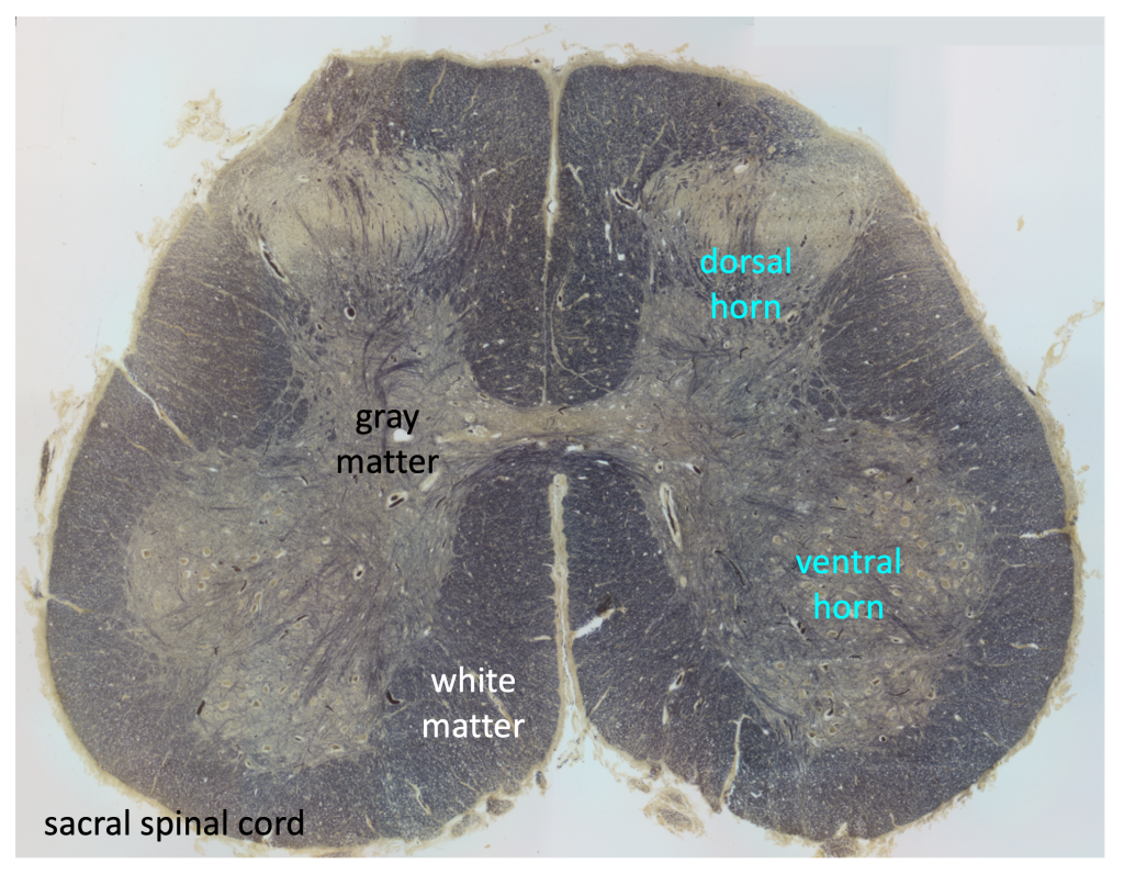 section from the sacral spinal cord