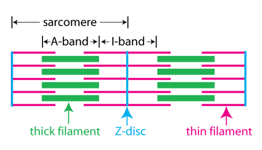 schematic illustration of two sarcomeres showing the A band, the I band and the Z-disc.