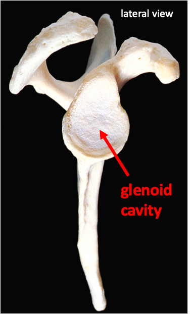 lateral view of the scapula showing the surface of the glenoid cavity