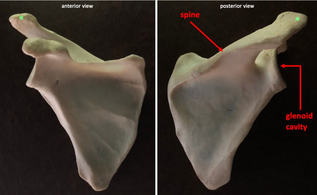 anterior (left) and posterior (right) views of the scapula