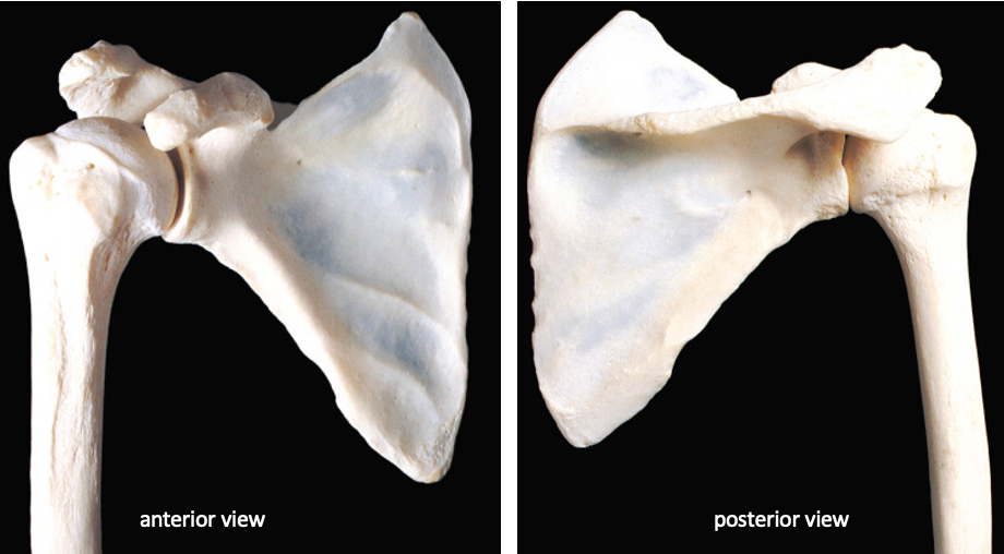 anterior (left) and posterior (right) views of the bones in the shoulder joint