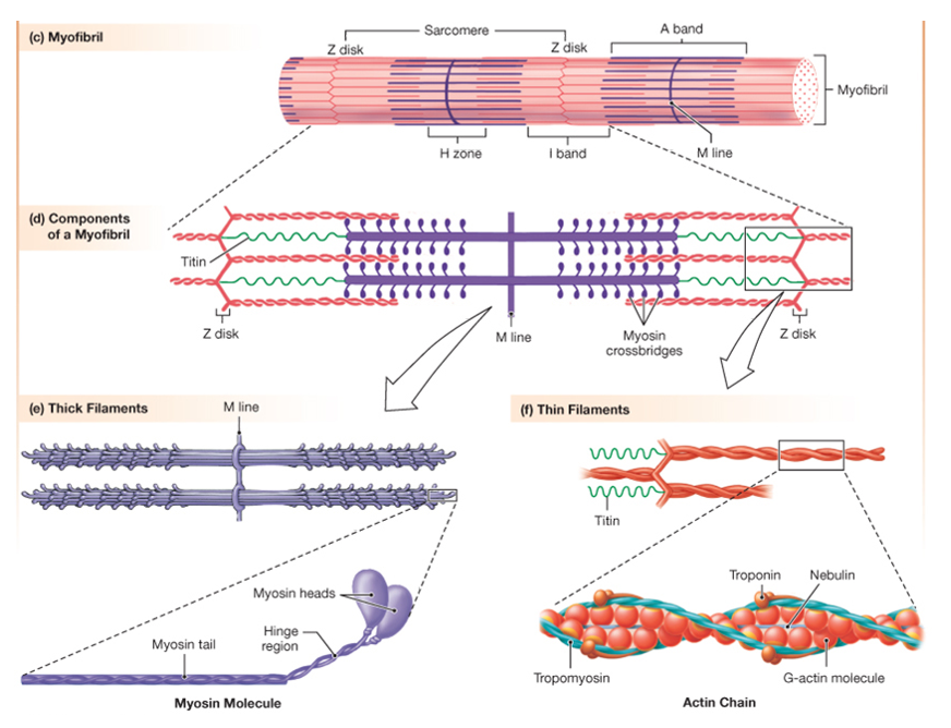 drawings of a myofibril (top), a sarcomere (middle) and the thick (left) and thin (right) filaments