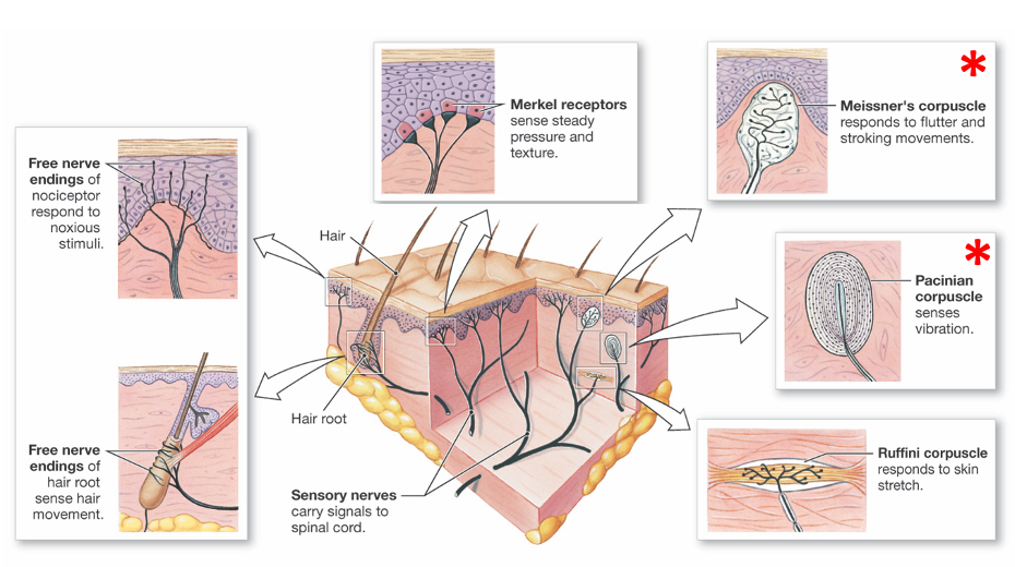 drawing of skin histology surrounded by different types of nerve endings