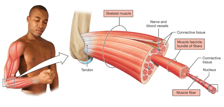 man and diagram of arm muscle showing hierarchy of organization: the muscle is made up of fascicles which are made up of muscle fibers