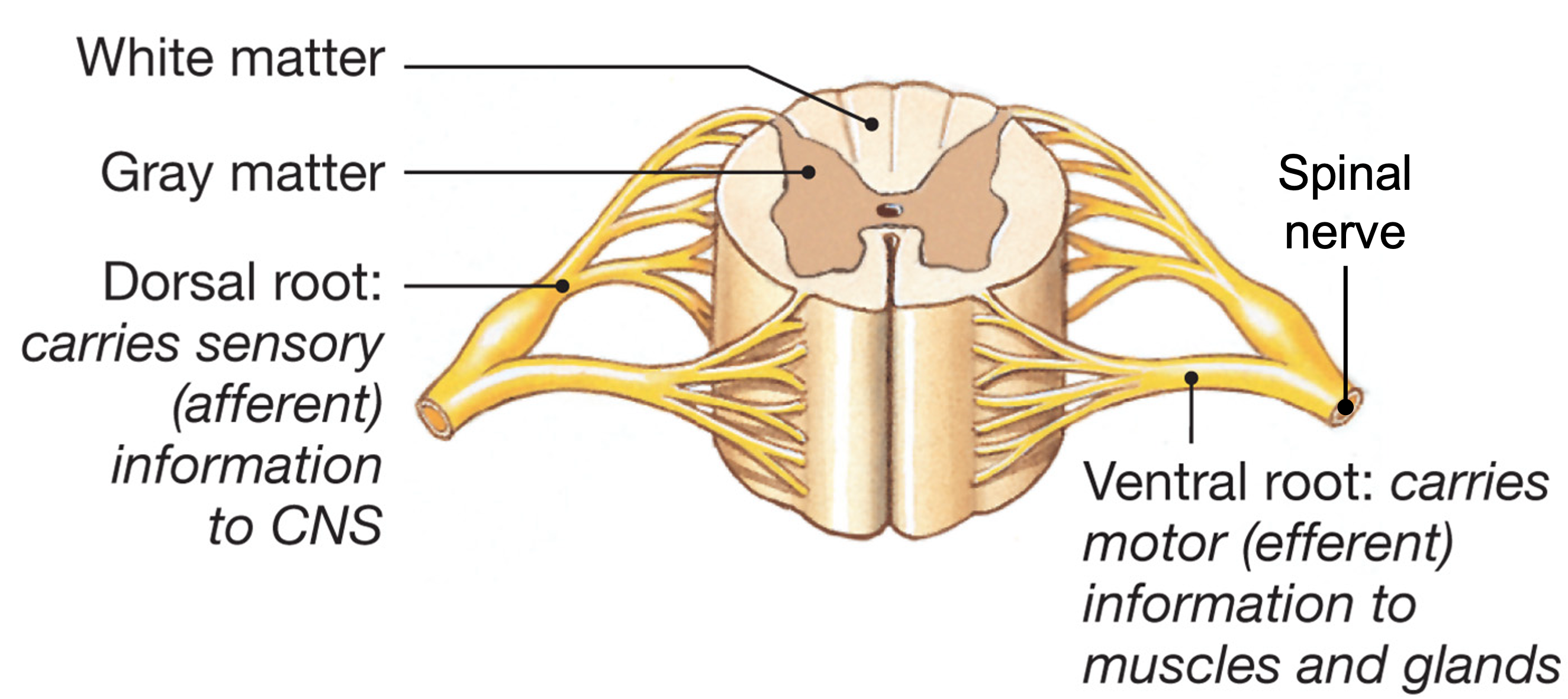 spinal cord segment with nerves and roots